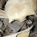 Unos arqueólogos han resuelto un asesinato del siglo XVII
