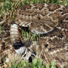 Un ejemplar de serpiente cascabel, un reptil venenoso nativo de América, agitando el final de su cola antes de atacar.