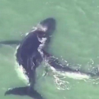 Una cría de ballena ayuda a su madre, que quedó atrapada en un banco de arena, en Australia.