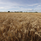 Imagen de un campo de cereal en la provincia de León. marciano