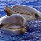 Delfines en la Ciudad de las Artes y las Ciencias en Valencia. J.C. CÁRDENAS