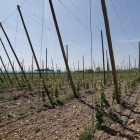 Plantación de lúpulo en León.