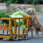 Dos perros con un carro de la compra en miniatura en un mercado de Shenyang. MARK