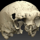 Reconstrucción virtual del cráneo Aroeira 3, localizado en el yacimiento portugués del mismo nombre. Tiene unos 400.000 años.