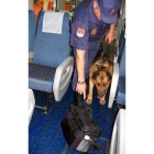 Un tedax entrena a un perro para la búsqueda de explosivos
