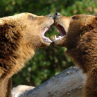 Dos osos juegan en el Zoo de Madrid.