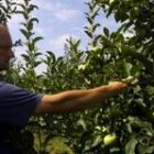 El presidente de la Asociación Berciana de Agricultores en una plantación frutal de la comarca