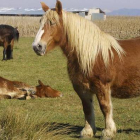 La crisis de precios ha castigado a los criadores de caballo hispano-bretón.