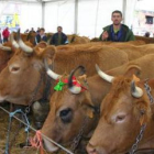Alfonso Redondo tras su vaca Rubia (segunda a la derecha), premio al mejor animal de la feria.