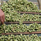 Los 28.000 kilos de lúpulo almacenado el año pasado fueron previamente granulados, envasados y guardados en cámaras refrigeradas.