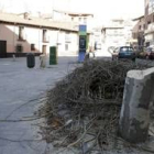 Los plátanos ya han sido talados en el entorno de la plaza de Riaño