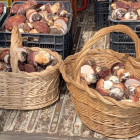 Los boletus fueron recogidos en el monte de Llamas de la Guzpeña. DL