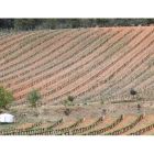 Zona replantada con viñedo en los úlimos años en el municipio de Arganza. L. DE LA MATA