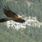 Imagen de un ejemplar adulto de quebrantahuesos volando en el Parque de Picos de Europa.