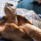 Un agente del Seprona de la Guardia Civil con una tortuga rescatada en una operación contra el tráfico de especies protegidas. CATI CLADERA