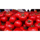 Los investigadores analizaron 328 varieades de tomates tradicionales, silvestres y modernos SEDAT SUNA