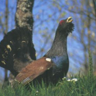 Urogallo cantábrico, especie en peligro de extinción.