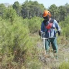 Un operario realiza trabajos de limpieza en los montes del Teleno, en una fotografía de archivo