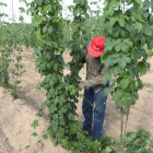 Los lupuleros quieren un estudio más riguroso sobre la afección de los embalses en el cultivo