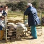 El mercadillo puso a la venta incluso corderos vivos, los de la imagen