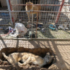 El único león del zoo de Mosul mira el cadaver de la leona desde su jaula.