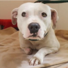 Vídeo de la página web de la protectora Stray Rescue sobre la historia de Treya, la perrita que se escapó tras estar 5 años atada en una casa abandonada.
