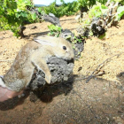 La plaga de conejos está destrozando viñedos y árboles en el Bierzo