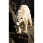 Un oso polar en su recinto del zoo de Berlín