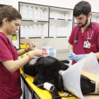 Dos profesionales en el Hospital Veterinario de León. RAMIRO