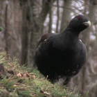 El urogallo es una especie en declive poblacional