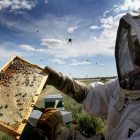 Un apicultor sostiene un panal en el momento de la recogida de la miel. BRÁGIMO