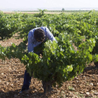La bodega Marqués de Olivara ha sido este año la más madrugadora en la vendima de Toro.