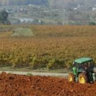 La reducción del 20% de la plantación de viñedos reducirá la extensión en 800 hectáreas