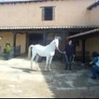 Un monitor sujeta a uno de los caballos que se utiliza para la equinoterapia