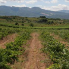 La Ruta del Vino, que promociona viñedos y bodegas del Bierzo, recibirá ayudas europeas.