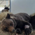 El oso permanece en observación en el Centro de Recuperación de Fauna Silvestre de Cantabria.