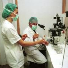 Especialistas en reproducción asistida, en una clínica de Ponferrada