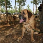 Perros mastines que participaron en la muestra de ayer