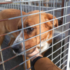 Una decena de perros permanecía ayer en el albergue canino de Ponferrada. L. DE LA MATA