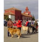 Algunos de los mastines que participaron en el campeonato