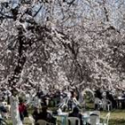 Ciudadanos disfrutan del buen tiempo en un parque con almendros en flor, en Damasco, Siria