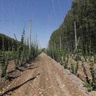 Plantación de lúpulo en la ribera del Órbigo. JESÚS F. SALVADORES