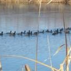 Concentración de fochas comunes en una pequeña charca