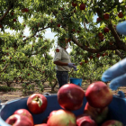 Frutas afectadas por la crisis del Covid-19