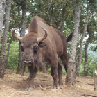 Los ejemplares llegan a pesar hasta mil kilos y comen, mayormente, masa forestal. DL