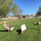 El parque ya está segado y limpio. DL