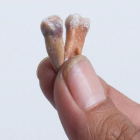 Dos de los dientes, de talla muy pequeña, localizados en el yacimiento paleontológico de Mata Menge, en la isla indonesia de Flores.