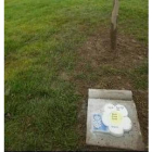 Junto a cada árbol se sitúa una placa con la fecha del niño