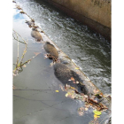 Hilera de jabalíes ahogados en el canal de San Román.