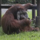 Ozon, el orangután del zoo de Bandung (Indonesia), tristemente famoso por fumar la colilla lanzada por un turista.